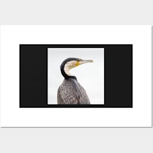 Cormorant Posters and Art